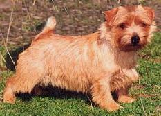 Allright Northern Dancer | Norfolk Terrier 