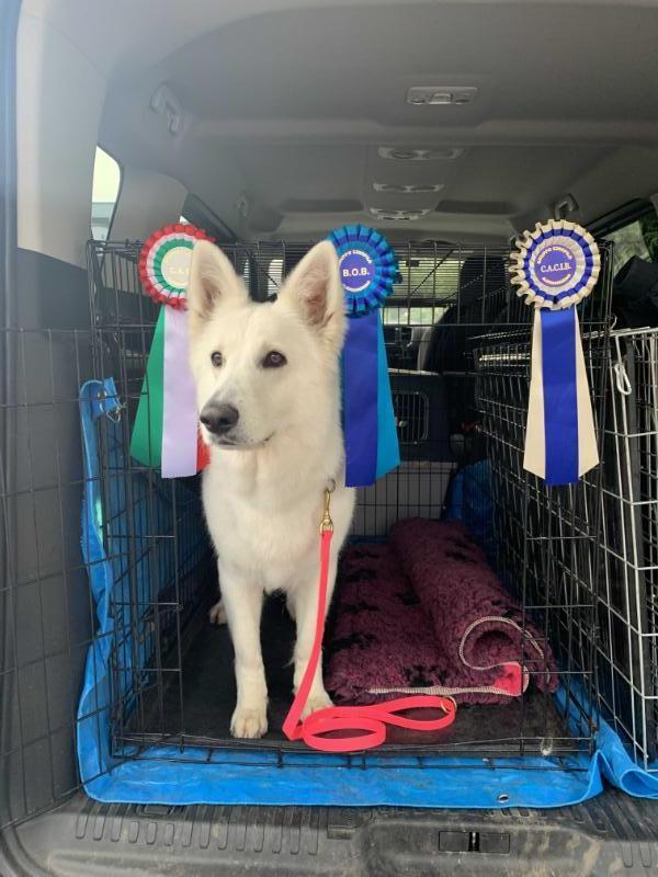 Thorre Spaccata della Vittoria Alata | White Swiss Shepherd Dog 