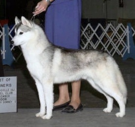 Sheair's American Idol | Siberian Husky 