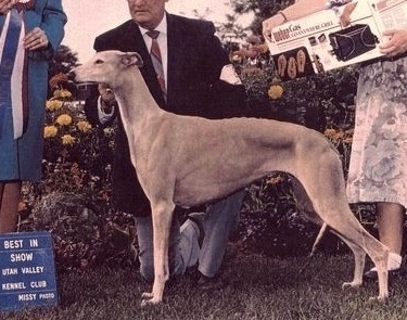 Gallant Somnombula | Greyhound 