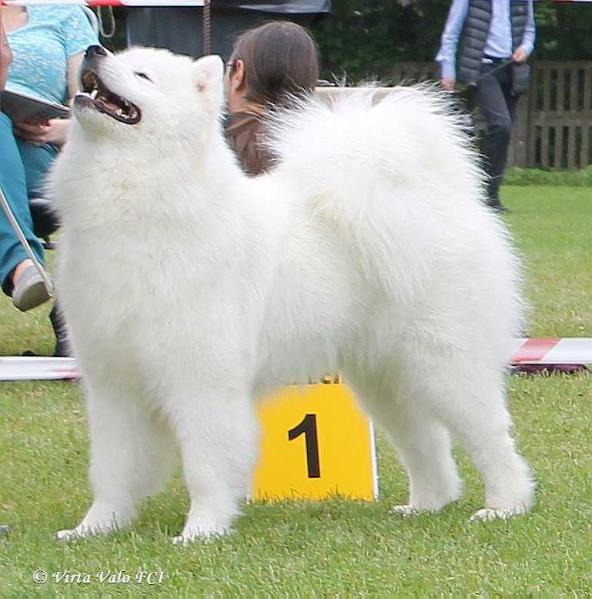 Beloe Chudo ZHEMCHUZHINA POLJANOGO SIJANIJA | Samoyed 