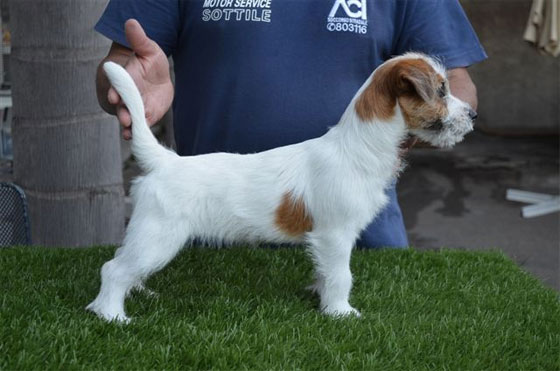 lape di villa andrei | Jack Russell Terrier 