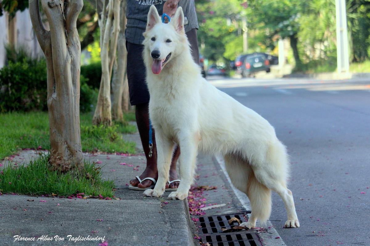 Florence Albus Von TAGLISCHINDORF | White Swiss Shepherd Dog 