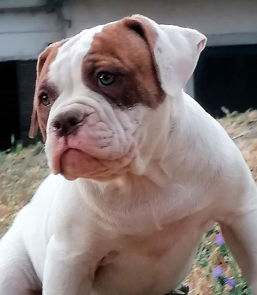 Picchiotti's Ulla | American Bulldog 