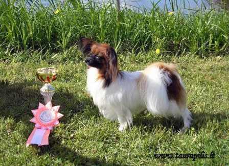 Zayka Taurapilis | Papillon 