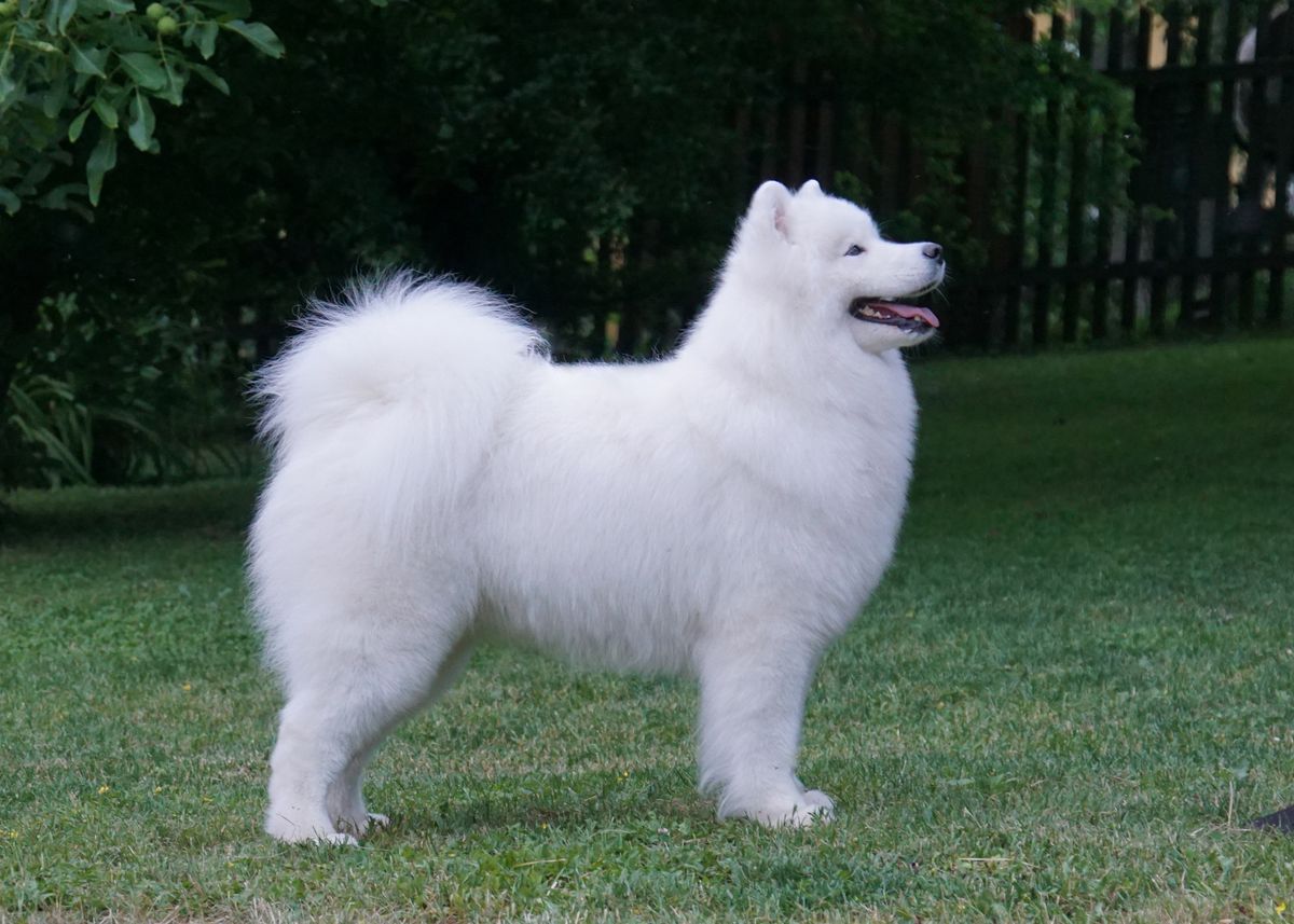 Amundsen Team Odelia Life | Samoyed 