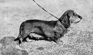 Kleines Dirndl-Ditmarsia | Dachshund 