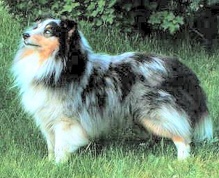 Lovely Funny Gucci Model | Shetland Sheepdog 