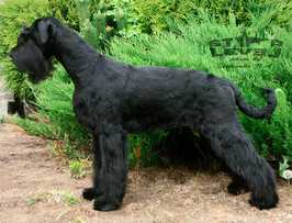 Gently Born Lava Fire | Giant Schnauzer 