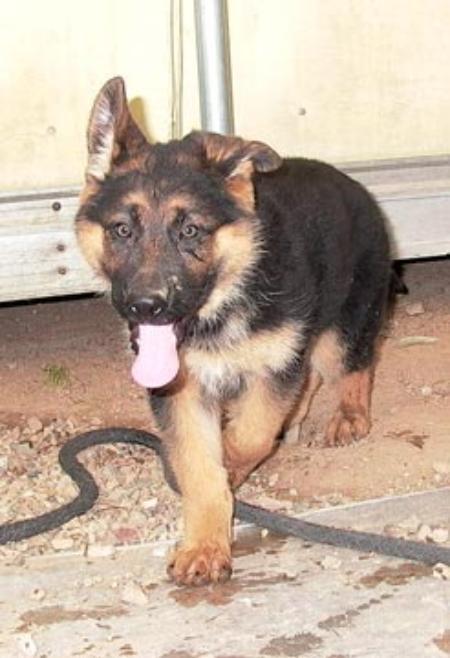 Bela von Szymczyk | German Shepherd Dog 