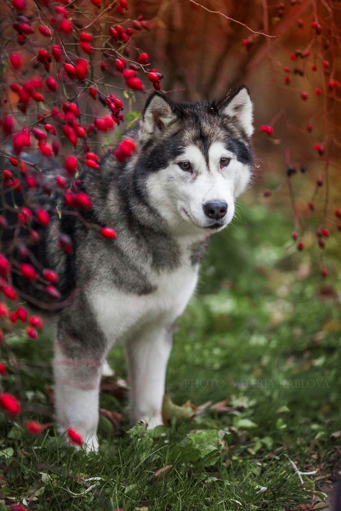 Under czech law inditarod | Alaskan Malamute 