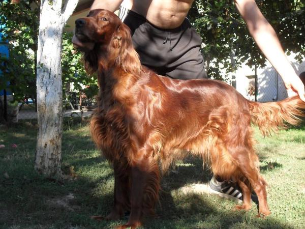 Euphoria Of First Love | Irish Setter 