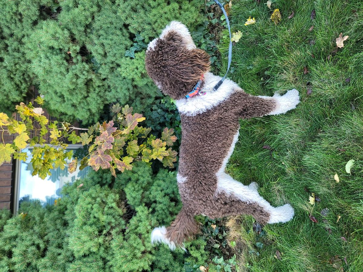 Marguerite Belle of Valrhona Glade | Poodle 
