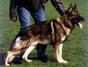 Okar von Karthago | German Shepherd Dog 