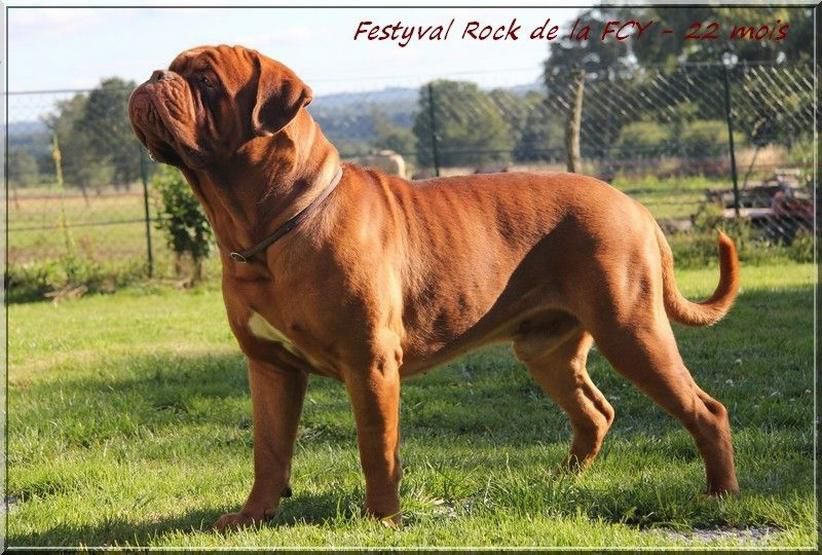 Festyval Rock de la Fee Caline d'Ybla | Dogue de Bordeaux 