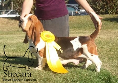 Shecaras Sensational | Basset Hound 