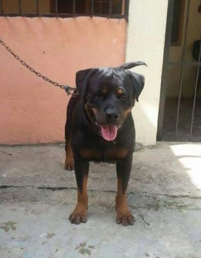 ASTOR FROM-DENNY ROTT | Rottweiler 