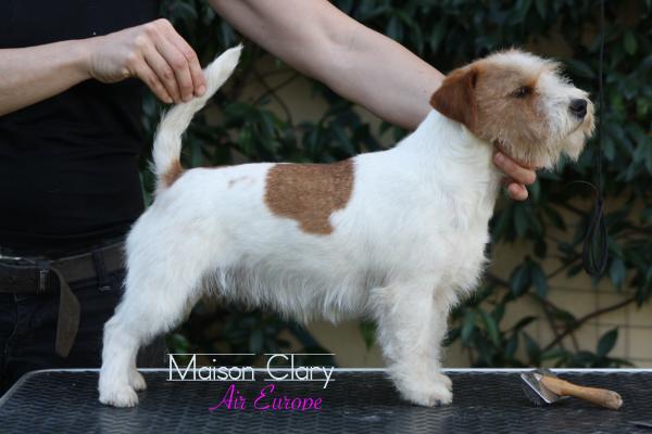 Maison Clery Air Europe | Jack Russell Terrier 