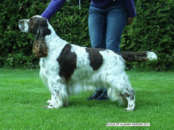 Buxus of Klamar Garden | English Springer Spaniel 