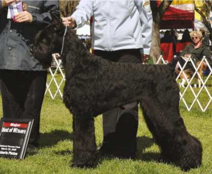 Skansen's French Connection | Giant Schnauzer 