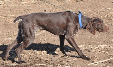 Hall's Hustling Hellen | German Shorthaired Pointer 