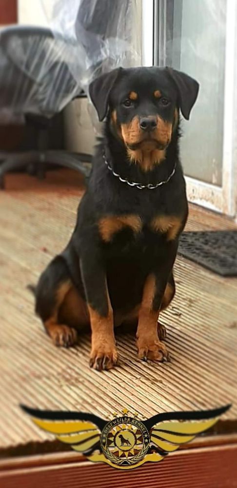 Wendy Teren | Rottweiler 