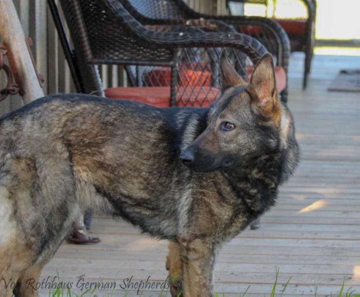 Yuska von Wendelin | German Shepherd Dog 