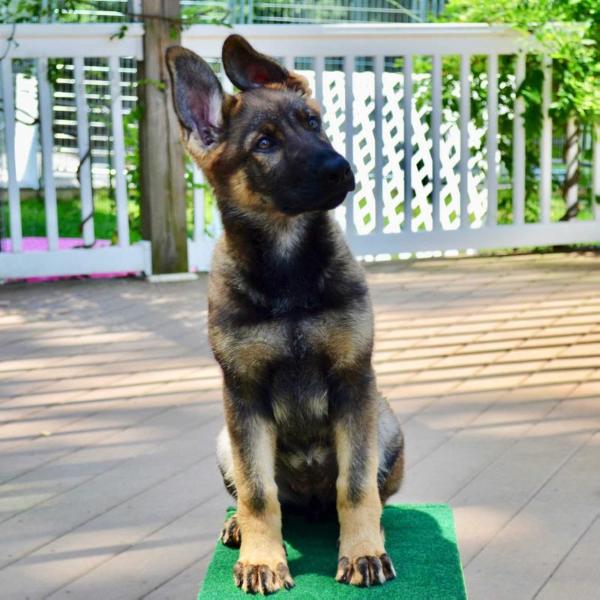 Bee z Rodina Straze | German Shepherd Dog 