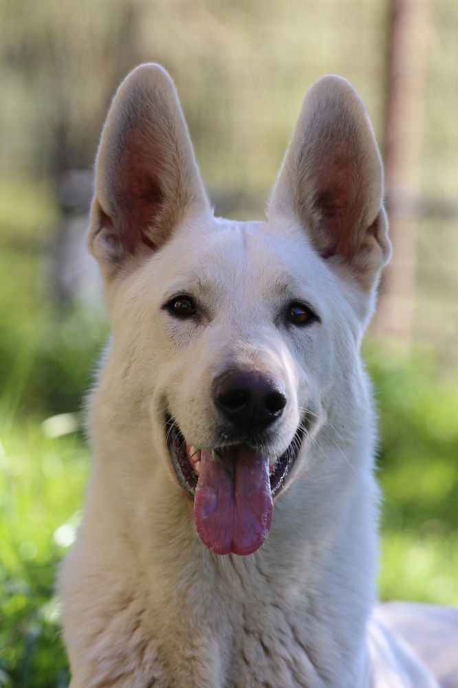 Born to Win Warrior IlDuce | White Swiss Shepherd Dog 