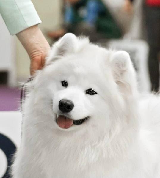 Neytiri Na`vi Tsanik iz Moskovskoy Metely | Samoyed 