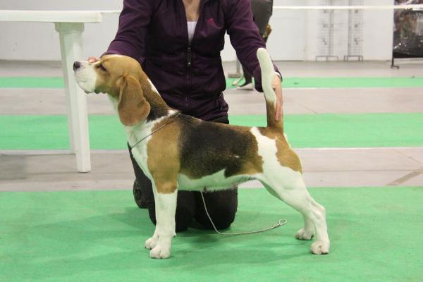 Arctic Kiss Spotty Friend | Beagle 