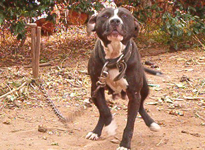 AZTEC´S PUMA | American Pit Bull Terrier 