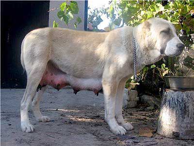 Gulcha Azovia | Central Asian Shepherd Dog 