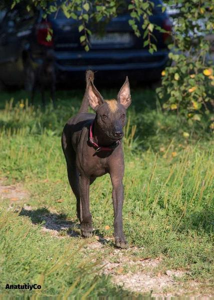 Bella Chika | Xoloitzcuintli 