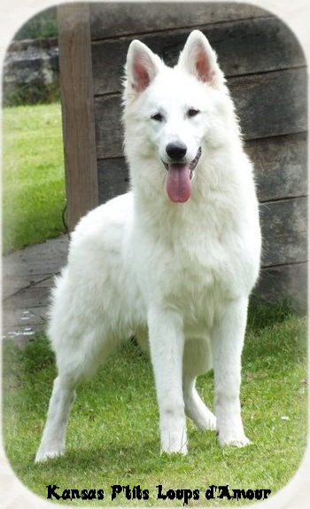 Kansas P'tits Loups d'Amour | White Swiss Shepherd Dog 