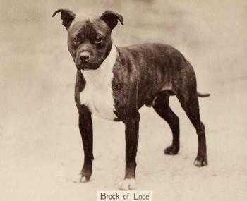 Brock of Looe | Staffordshire Bull Terrier 