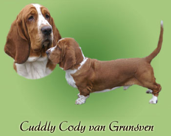 CUDDLY CODY van Grunsven | Basset Hound 