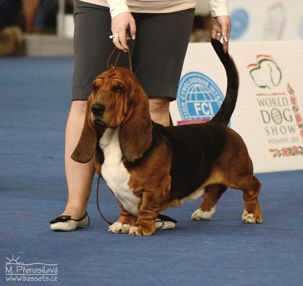 HARRY GLOOMY CLOWN | Basset Hound 