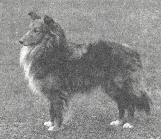 Riverhill Rufus | Shetland Sheepdog 