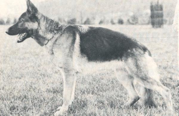 Dora vom Haus Reiterland | German Shepherd Dog 