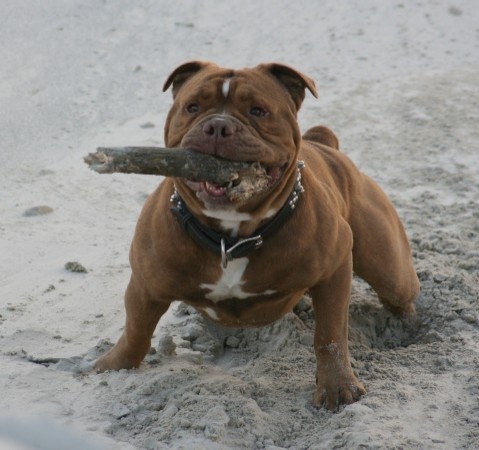 bulleyes Mr Jones | Olde English Bulldogge 