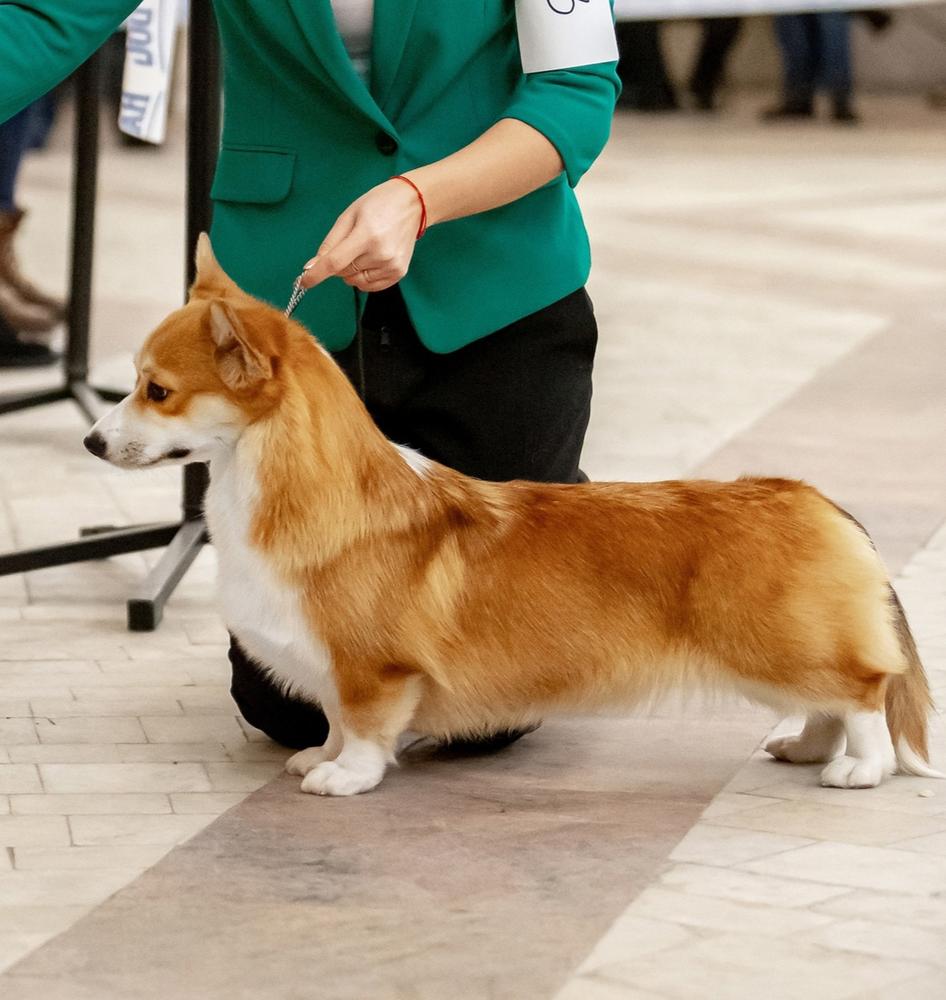 RADUZHNAYA SKAZKA OREANDA | Pembroke Welsh Corgi 