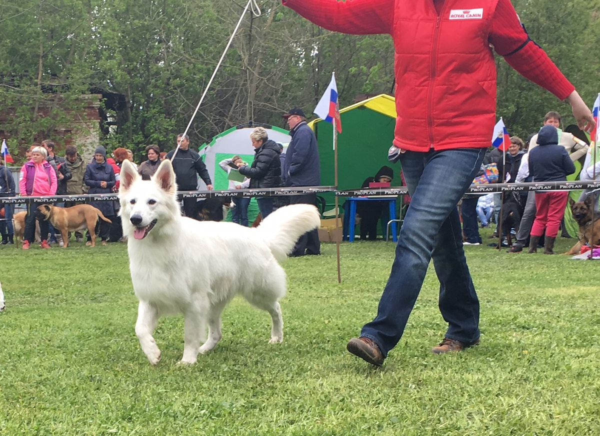 Goldie Love Story | White Swiss Shepherd Dog 