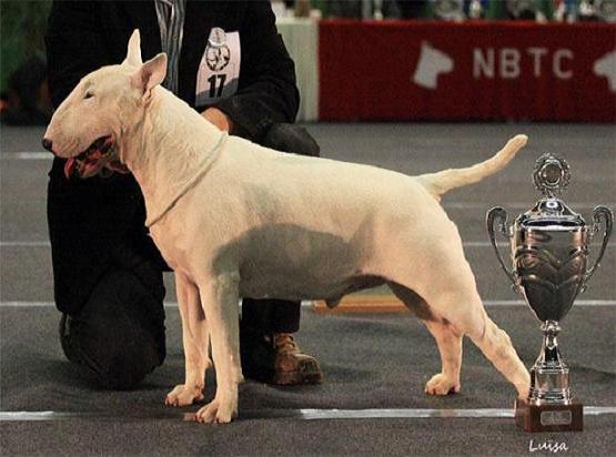 Power King Johnny B.Good | Bull Terrier 