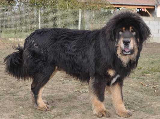 Chang-Chup des Mille Vallees | Tibetan Mastiff 