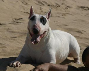 Rafaela de Garnata de Alvejud | Bull Terrier 