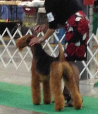 Stone Ridge Sudden Impact | Airedale Terrier 