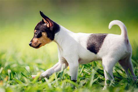 Toy Fox Terrier