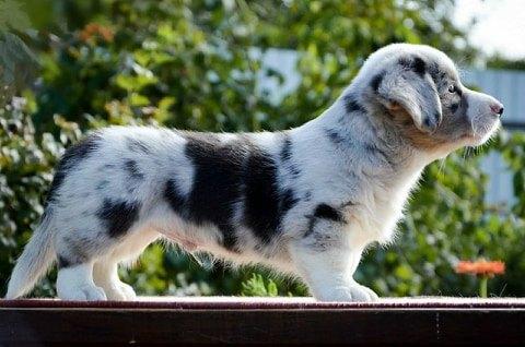 Yanshtuk Rozdennij Pobeditelem | Cardigan Welsh Corgi 