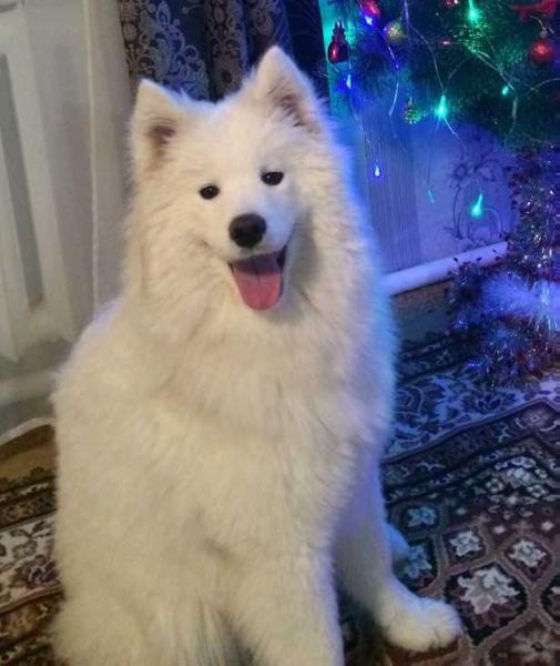 Nasledie Severa Dzhennifer Aniston | Samoyed 